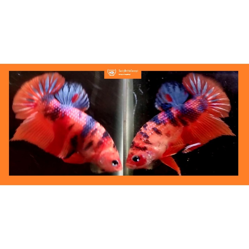 ORANGE-BASED FANCY KOI!! #5 (Shipping Cost Included in Price)