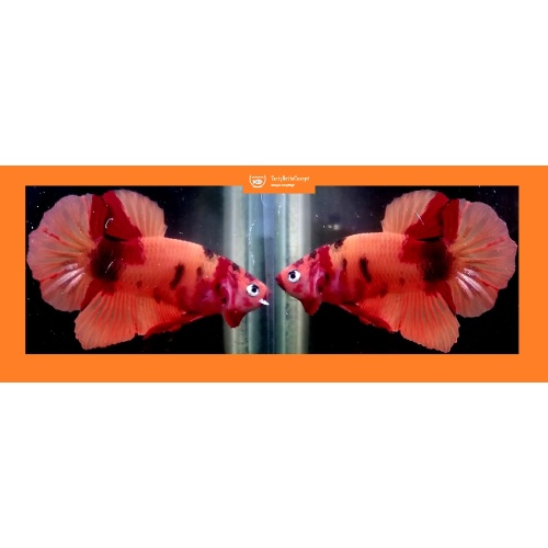 ORANGE-BASED KOI!! #1 (Shipping Cost Included in Price)