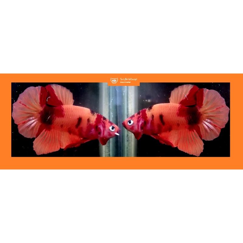 ORANGE-BASED KOI!! #1 (Shipping Cost Included in Price)