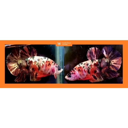 ORANGE GALAXY KOI COPPER!! #2 (Shipping Cost Included in Price)