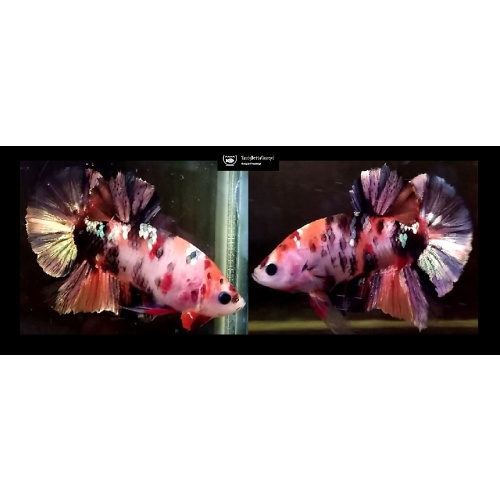 ORANGE GALAXY KOI COPPER!! #3 (Shipping Cost Included in Price)