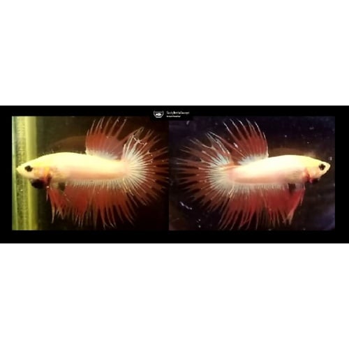 ORANGE MASCOT CROWNTAIL!! #1 (Shipping Cost Included in Price)