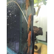 Longfin Super Red Male