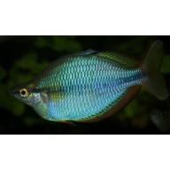 8 juvenile Melanotaenia goldiei Dekai