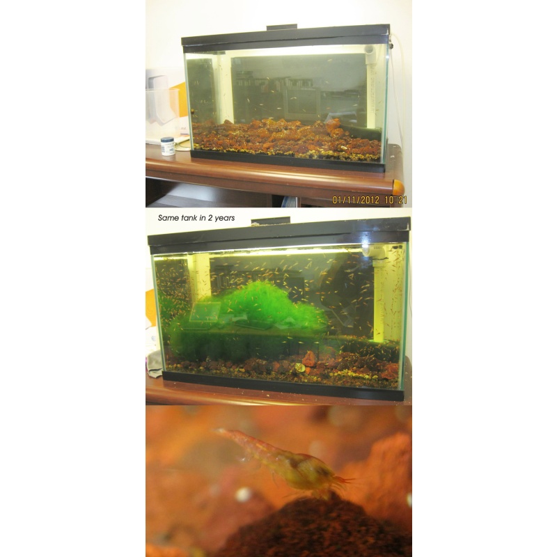 60+ Hawaiian Red Shrimp Opae Ula Halocaridina Rubra + Caulerpa Prolifera