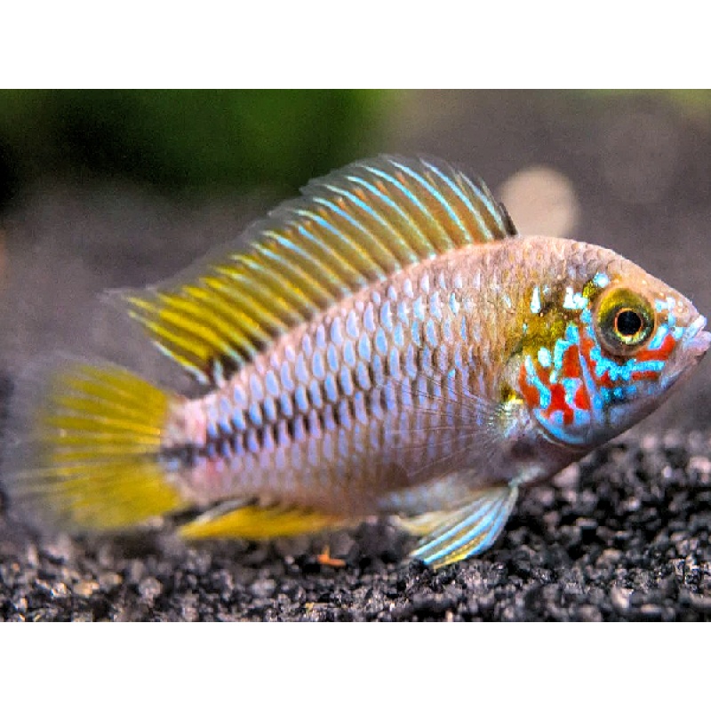 PAIR of Apistogramma borelli Opal