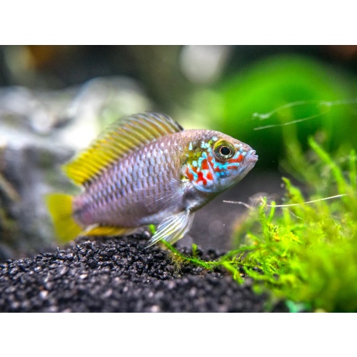 PAIR of Apistogramma borelli Opal