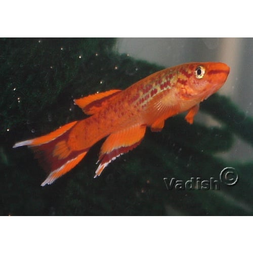 Aphyosemion australe Orange pair