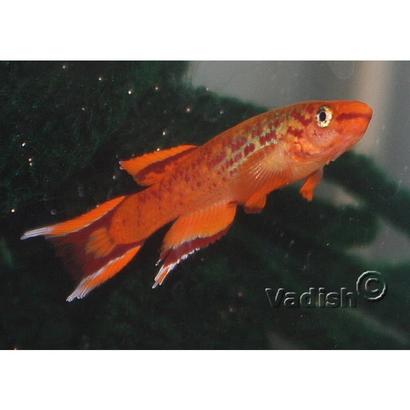 Aphyosemion australe Orange pair