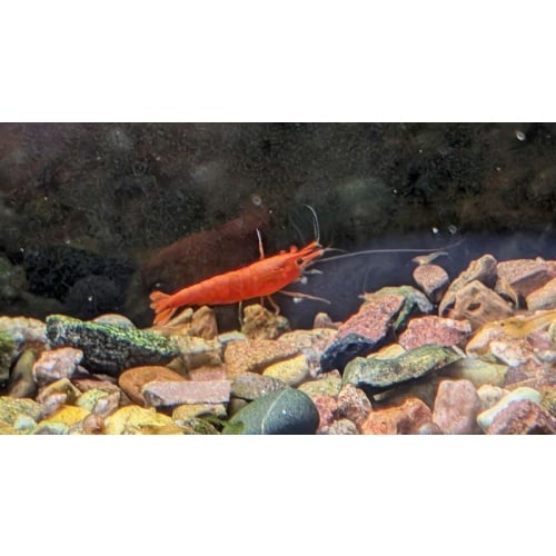 Corkscrew Vallisneria and Two Colors of Shrimp