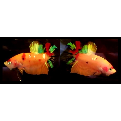 ORANGEBASED CANDY!! #1 (Shipping Cost Included on Price)