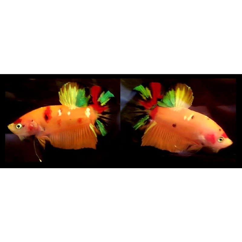 ORANGEBASED CANDY!! #1 (Shipping Cost Included on Price)