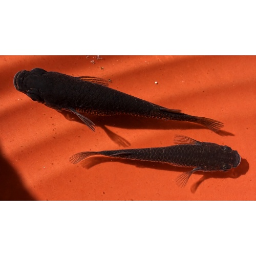 Orochi Medaka Rice Fish Eggs 10+ Fertilized - FREE SHIPPING