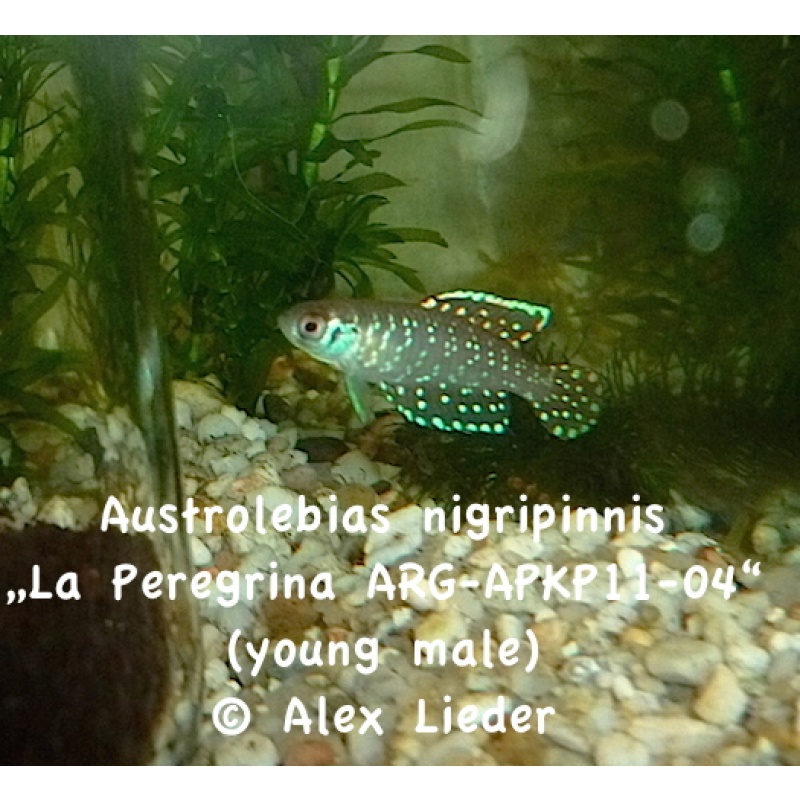 40+; Austr. nigripinnis *La Peregrina*