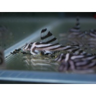 L046 Zebra Pleco