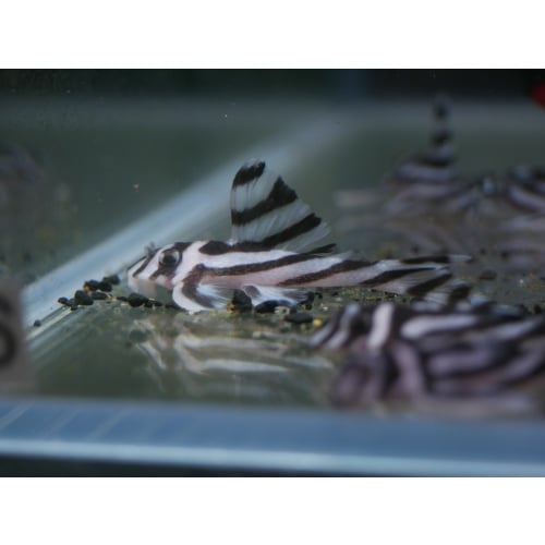 L046 Zebra Pleco