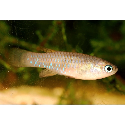 Lacustricola pygmaeus ZASB25-3  15 eggs