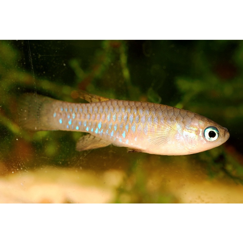 Lacustricola pygmaeus ZASB25-3  15 eggs