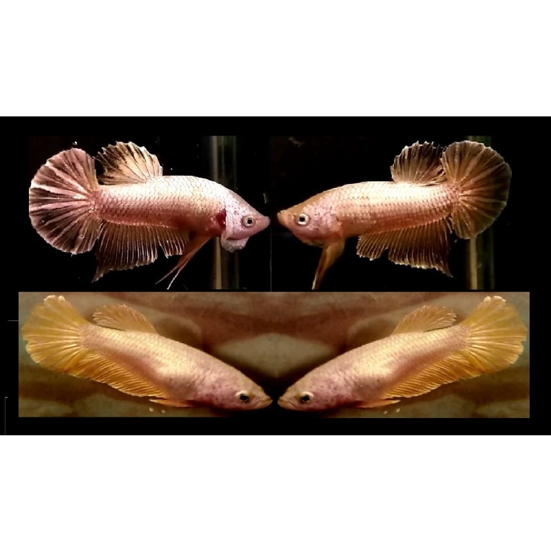 PAIR OF HMPK GOLDEN!! #1 (Shipping Cost Included in Price)