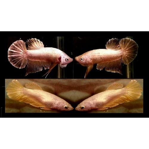 PAIR OF HMPK GOLDEN!! #1 (Shipping Cost Included on Price)