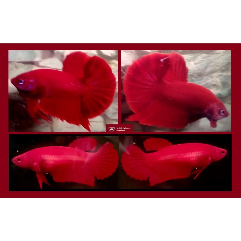 PAIR OF HMPK SUPER RED!! #1 (Shipping Cost Included on Price)