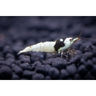PBL (Crystal) Caridina Shrimp (5)