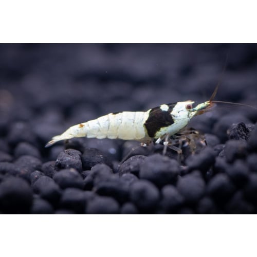 PBL (Crystal) Caridina Shrimp (5)