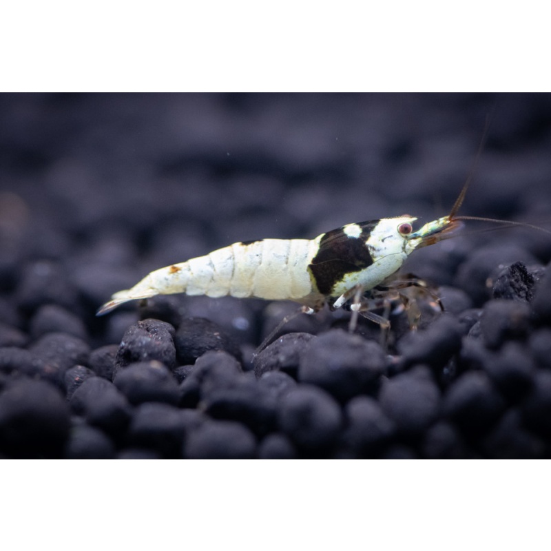 PBL (Crystal) Caridina Shrimp (5)