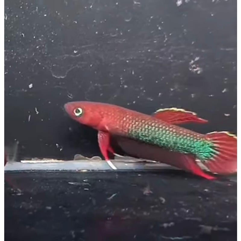 Betta Sp Jade Pair