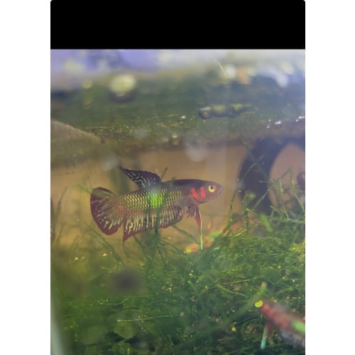 Betta Livida Sepang Pair