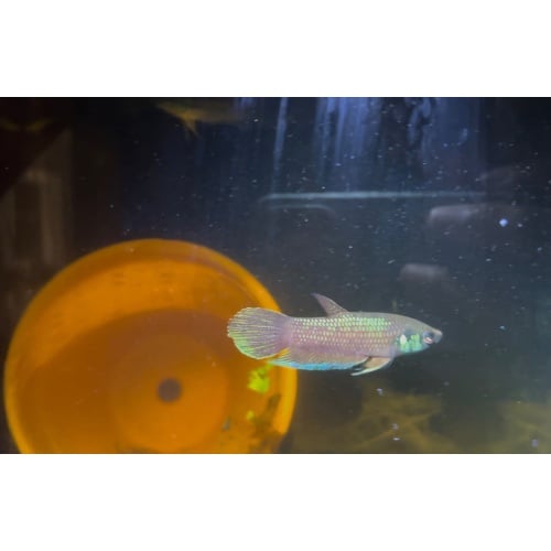 Betta kuehnei Pair