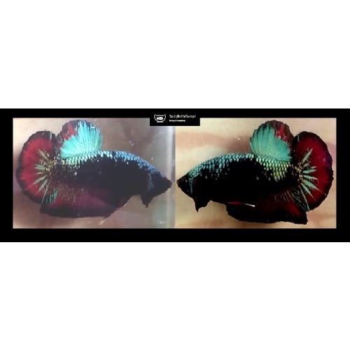 PLAKAT GORDON!! #1 (Shipping Cost Included in Price)