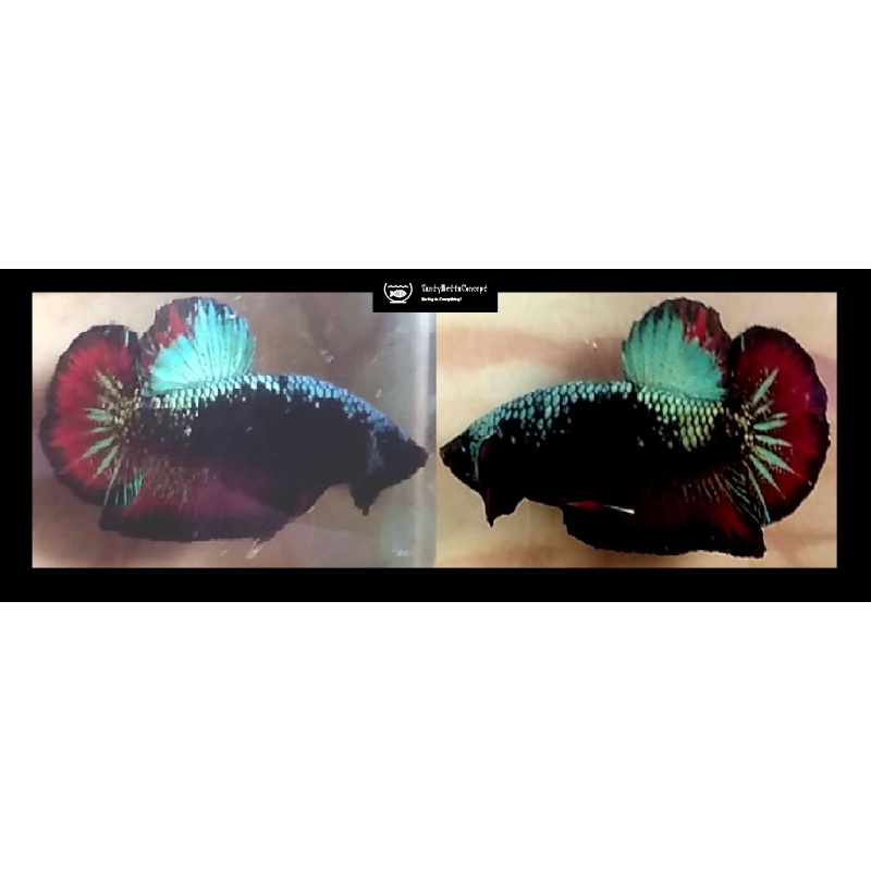 PLAKAT GORDON!! #1 (Shipping Cost Included in Price)