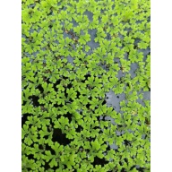 Azolla Floating Plant [1 Portion]