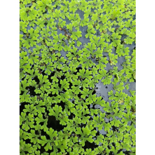 Azolla Floating Plant [1 Portion]