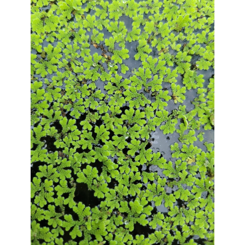 Azolla Floating Plant [1 Portion]