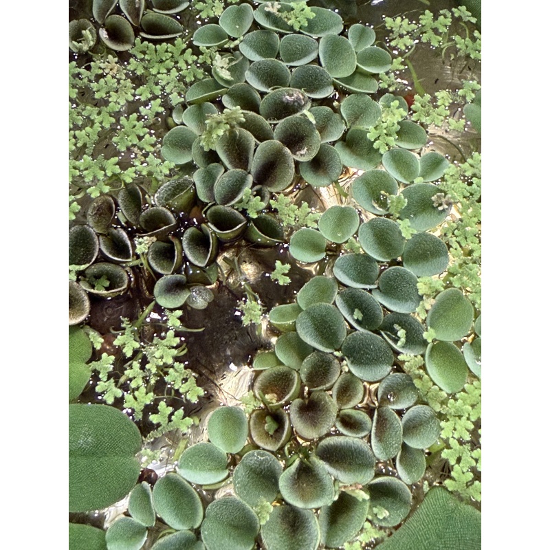 Salvinia cucullata Floating Plant [1 portion]