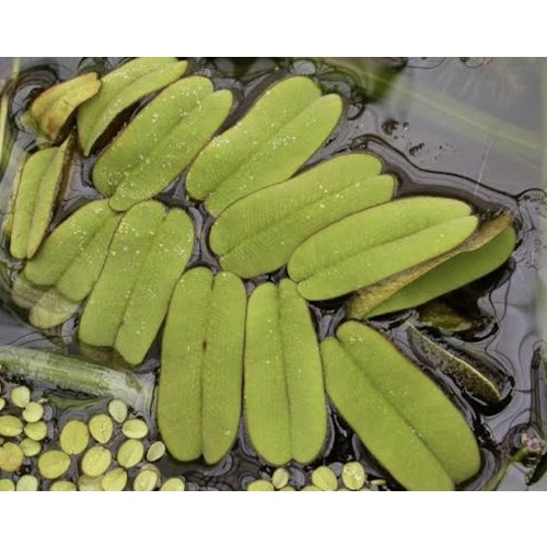 Salvinia oblongifolia [1 portion]