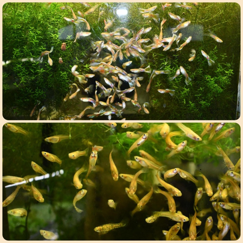 Transnow selected breeding trio