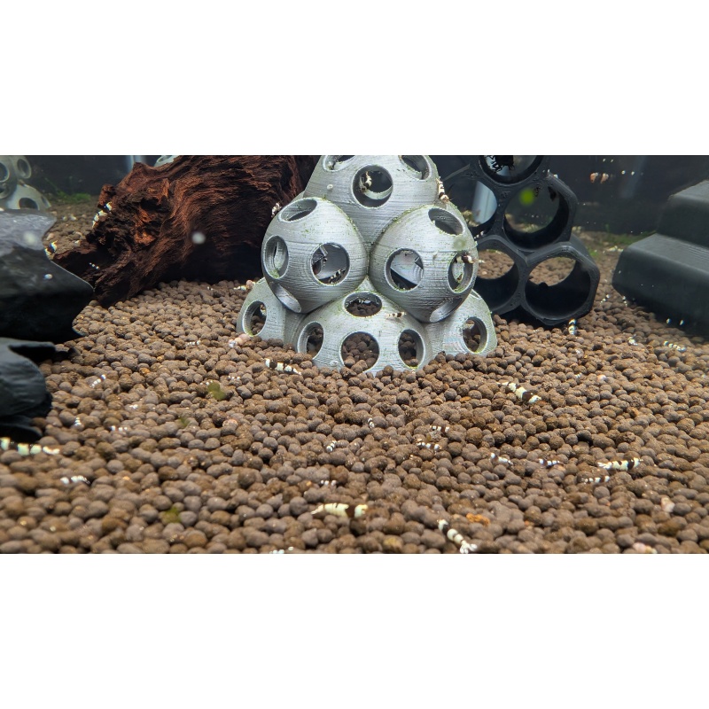 PBL (Crystal) Caridina Shrimp (5)