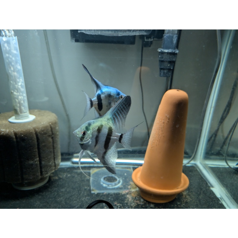 (6) Philippine Blue Juvenile Angelfish [CHICAGO LOCAL PICKUP ONLY]