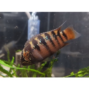 Fish-Thing Aquatics