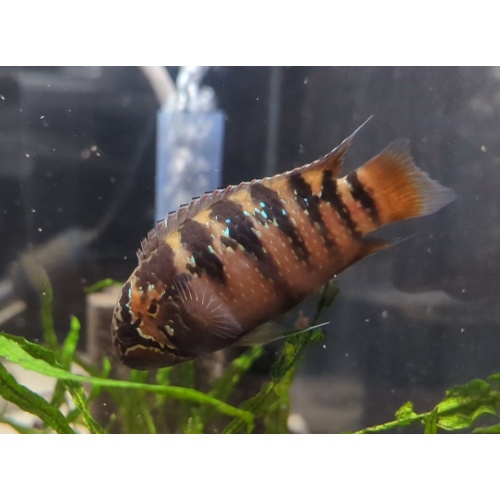 Fish-Thing Aquatics