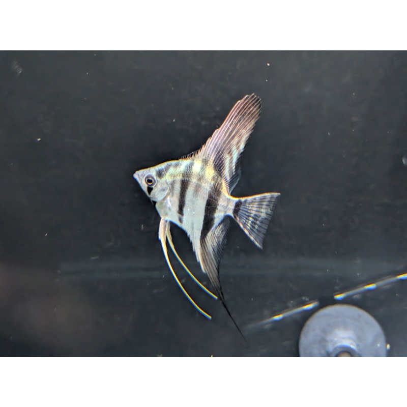 (6) Philippine Blue Juvenile Angelfish [CHICAGO LOCAL PICKUP ONLY]