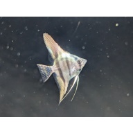 (6) Philippine Blue Juvenile Angelfish [CHICAGO LOCAL PICKUP ONLY]