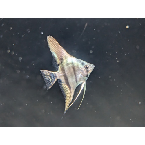 (6) Philippine Blue Juvenile Angelfish [CHICAGO LOCAL PICKUP ONLY]
