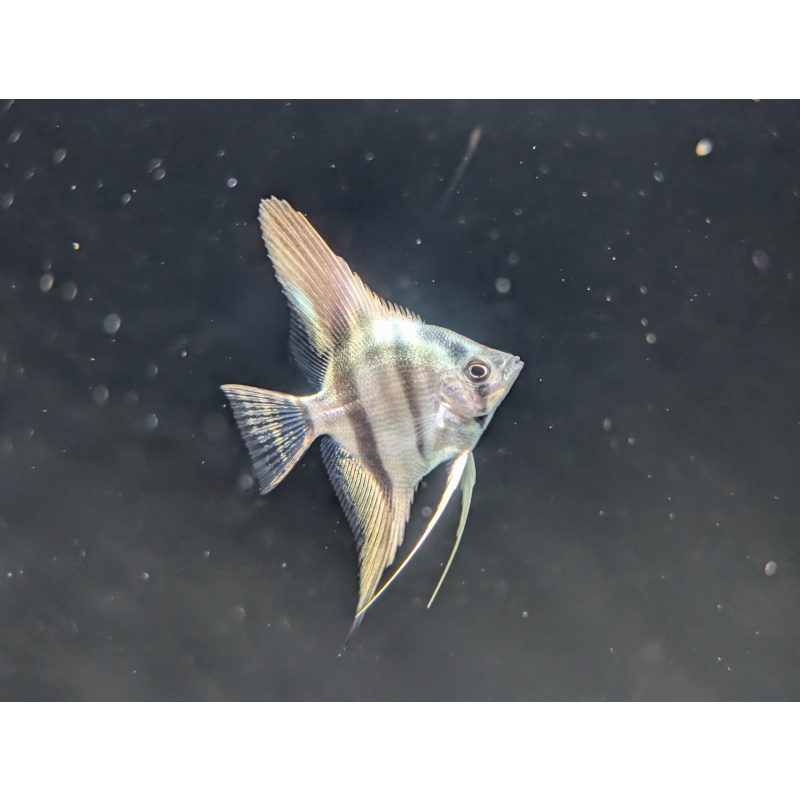 (6) Philippine Blue Juvenile Angelfish [CHICAGO LOCAL PICKUP ONLY]