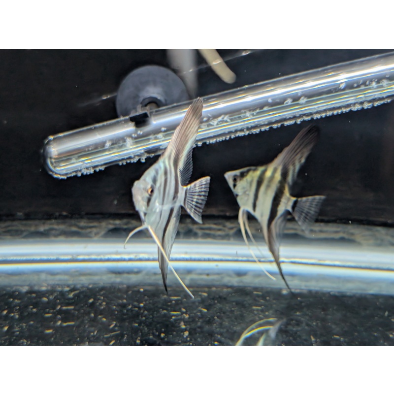 (6) Philippine Blue Juvenile Angelfish [CHICAGO LOCAL PICKUP ONLY]