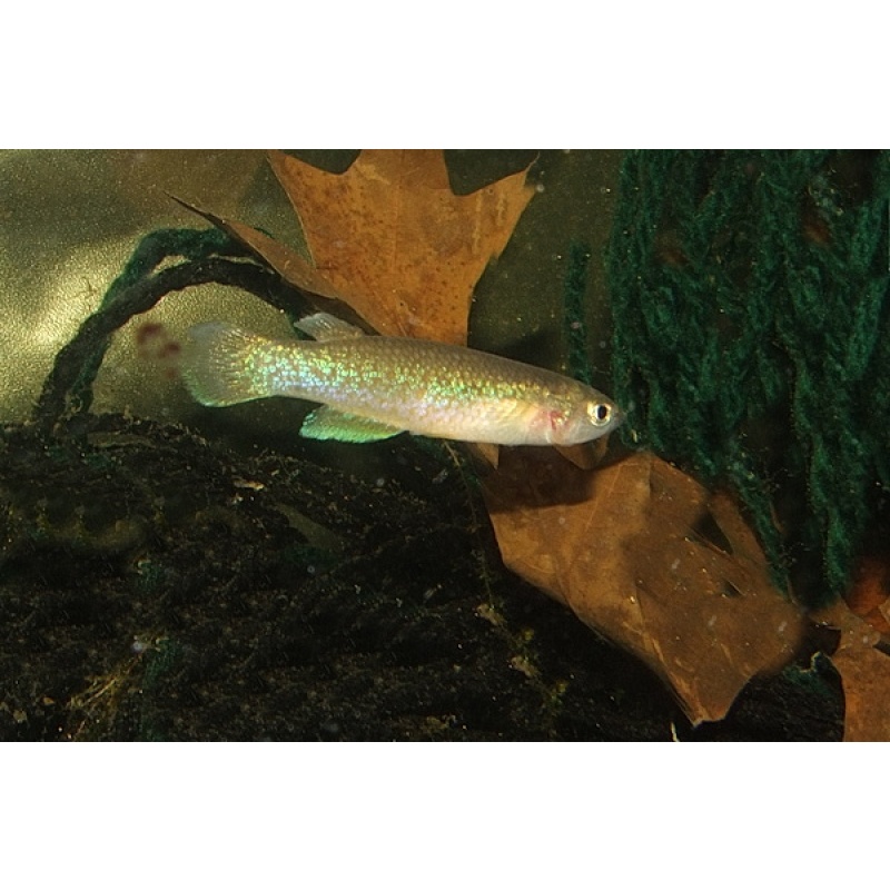 Pachypanchax patriciae