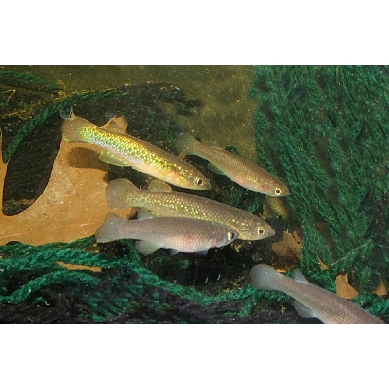 Pachypanchax patriciae